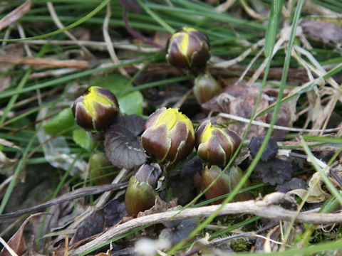 Adonis ramosa