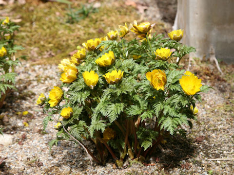 Adonis ramosa