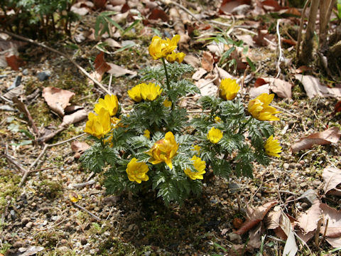 Adonis ramosa