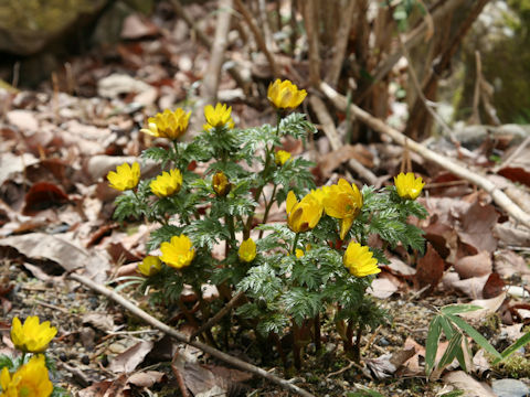 Adonis ramosa