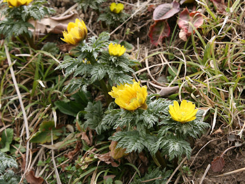 Adonis ramosa