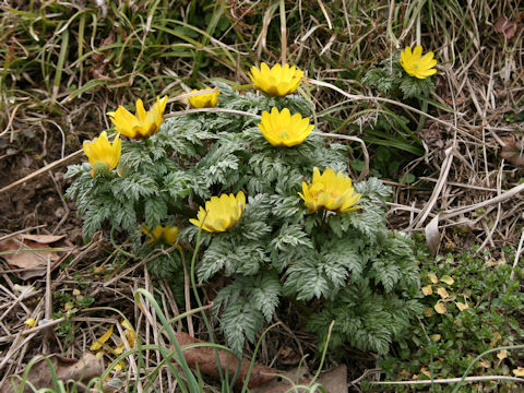 Adonis ramosa