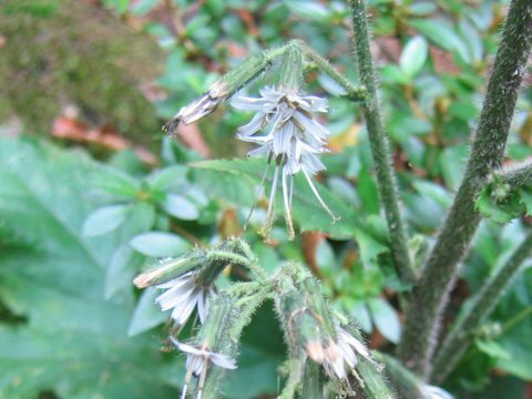 Prenanthes acerifolia