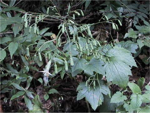 Prenanthes acerifolia