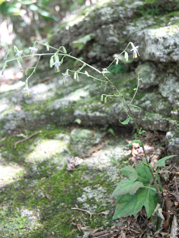 Prenanthes acerifolia