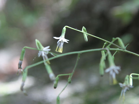 Prenanthes acerifolia