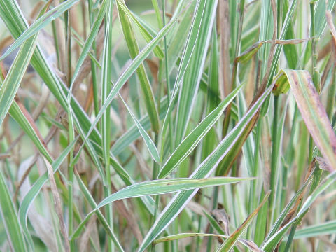 Phalaris arundinacea cv. Variegata