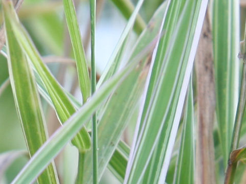 Phalaris arundinacea cv. Variegata