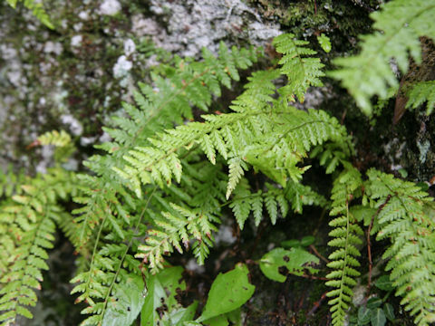 Woodsia manchuriensis