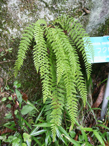 Woodsia manchuriensis