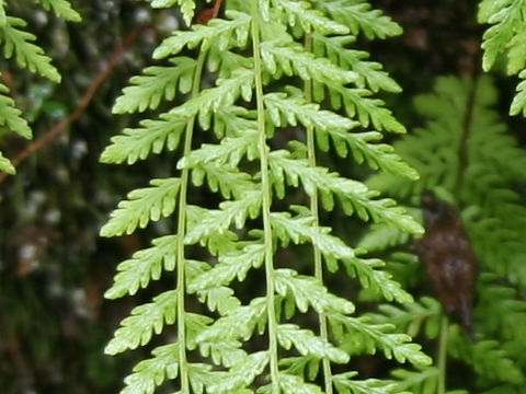 Woodsia manchuriensis