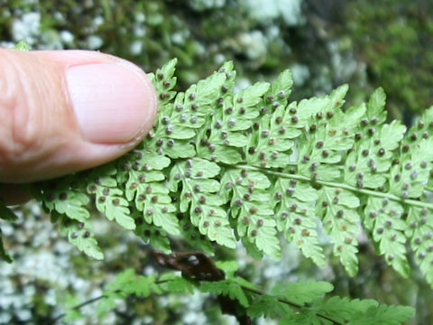 Woodsia manchuriensis