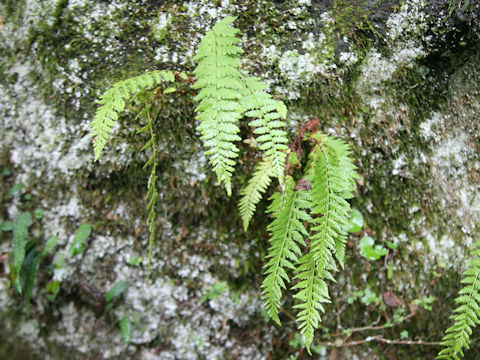 Woodsia manchuriensis