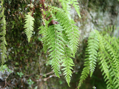 Woodsia manchuriensis
