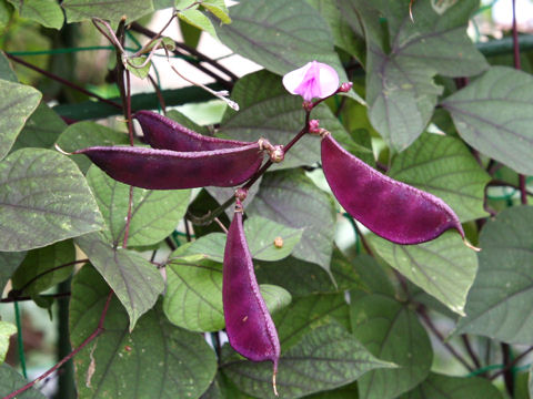 Lablab purpurea