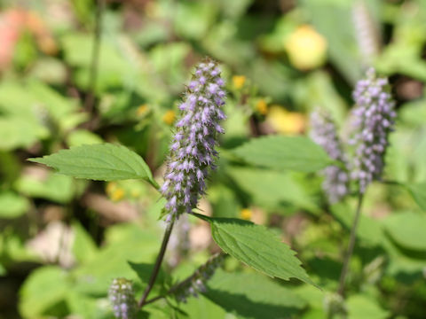 Elsholtzia argyi var. nipponica