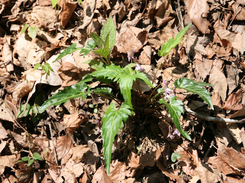 Viola eizanensis x Viola bissetii