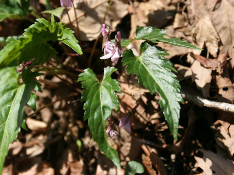 Viola eizanensis x Viola bissetii