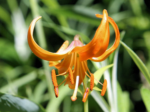 Lilium medeoloides f. immaculatum