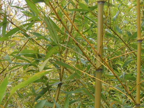 Phyllostachys glauca