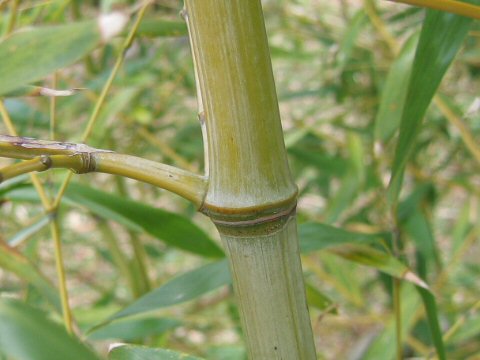 Phyllostachys glauca