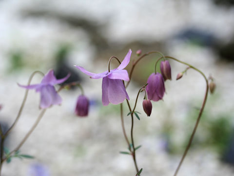 Aquilegia ecalcarata