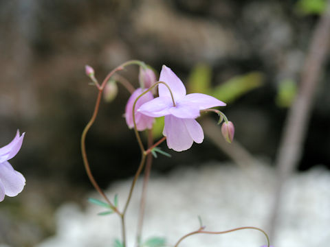 Aquilegia ecalcarata