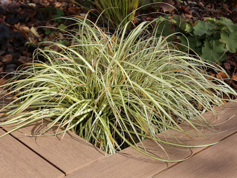 Carex oshimensis f. variegata