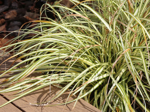 Carex oshimensis f. variegata