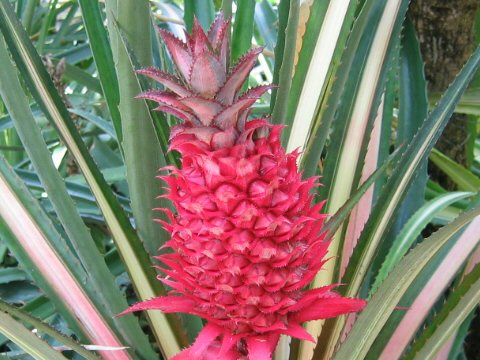 Ananas bracteatus var. striatus