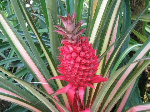 Ananas bracteatus var. striatus