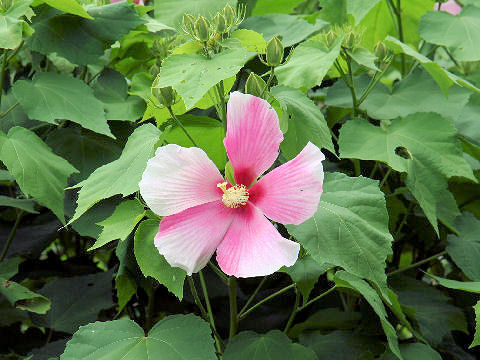 Hibiscus mutabilis cv. Rentaiki