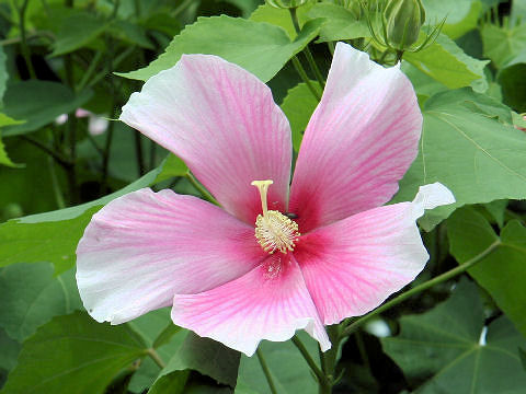 Hibiscus mutabilis cv. Rentaiki