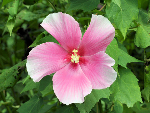 Hibiscus mutabilis cv. Rentaiki