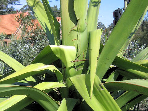 Furcraea foetida