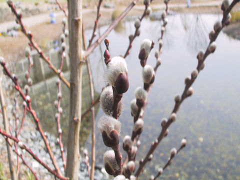 Salix x leucopithecia