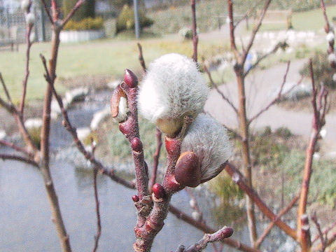 Salix x leucopithecia