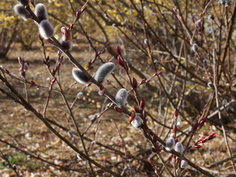 Salix x leucopithecia