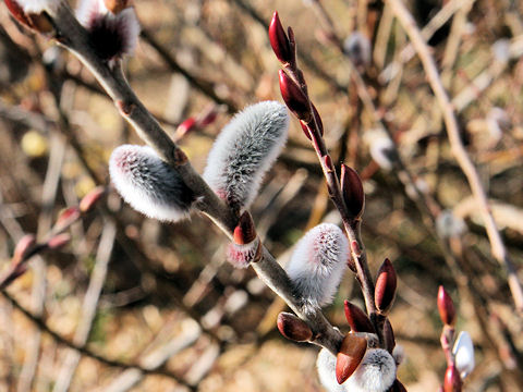 Salix x leucopithecia