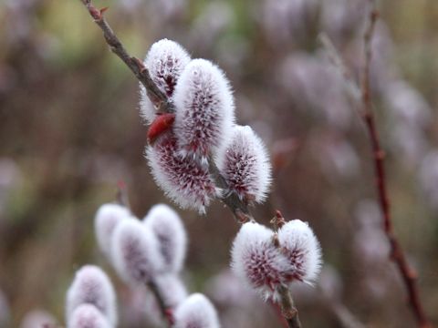 Salix x leucopithecia