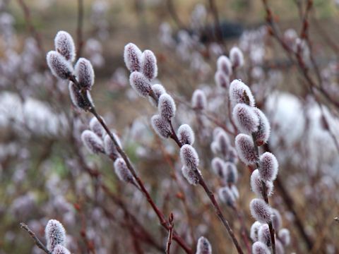 Salix x leucopithecia