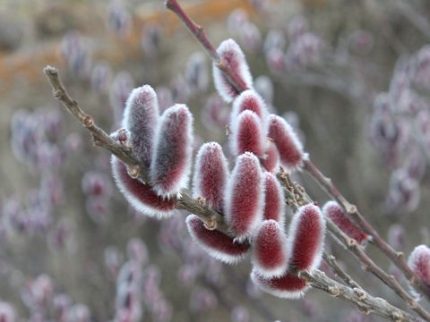 Salix x leucopithecia