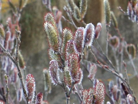 Salix x leucopithecia