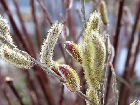 Salix x leucopithecia