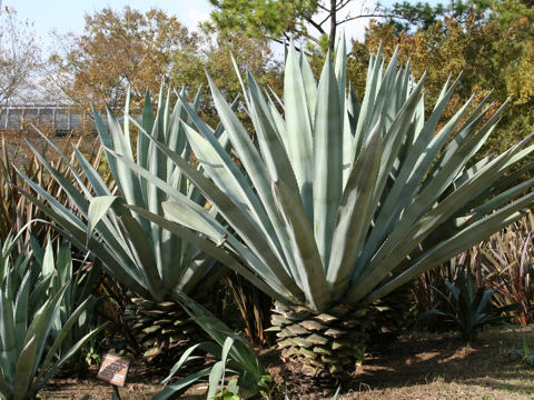 Agave americana cv. Marginata