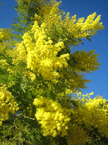 Acacia dealbata