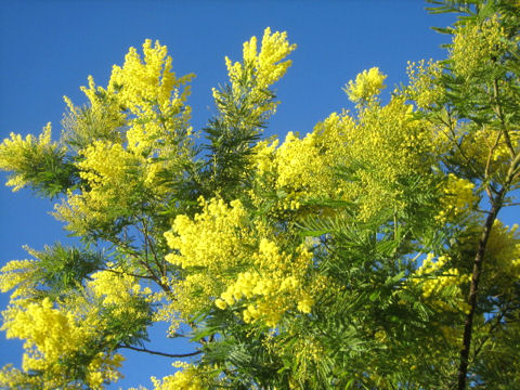 Acacia dealbata