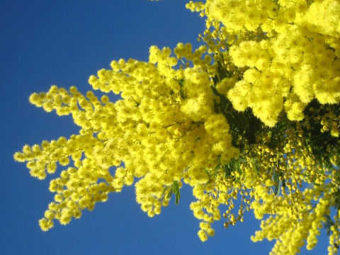 Acacia dealbata