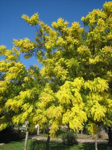 Acacia dealbata