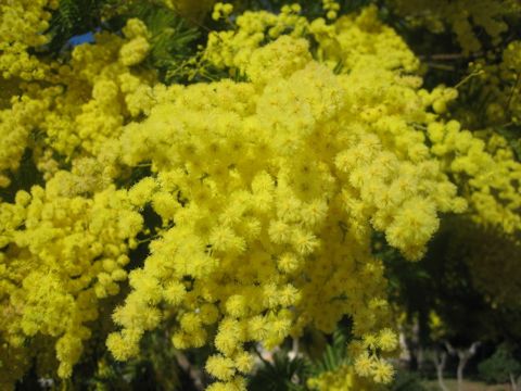 Acacia dealbata